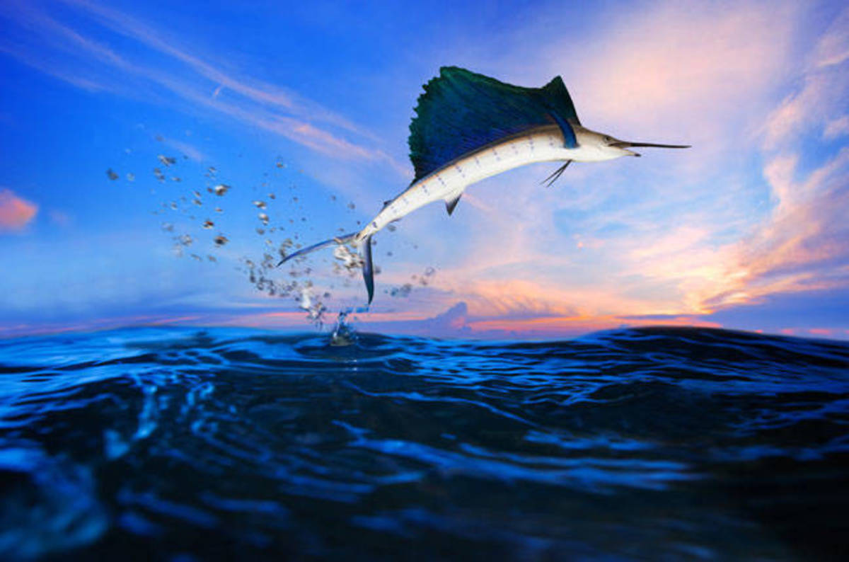 Jolla cuts hardware biz loose to concentrate on Sailfish Jolla cuts hardware biz loose to concentrate on Sailfish