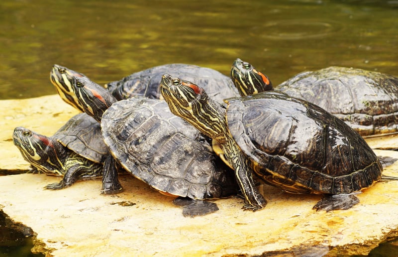 Norks execute underperforming terrapin farm manager • The Register