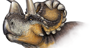 Credit: PLoS One/Danielle Dufault