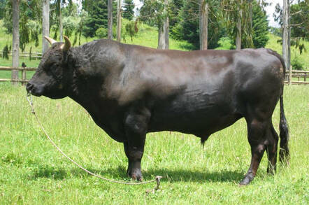 Wagyu Bull