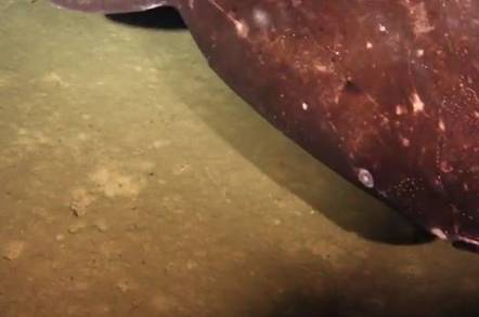 The Pacific sleeper shark spotted by Nat Geo survey