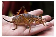 A Handful of Giant Weta by Mike Locke