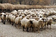 Sheep, image via Shutterstock