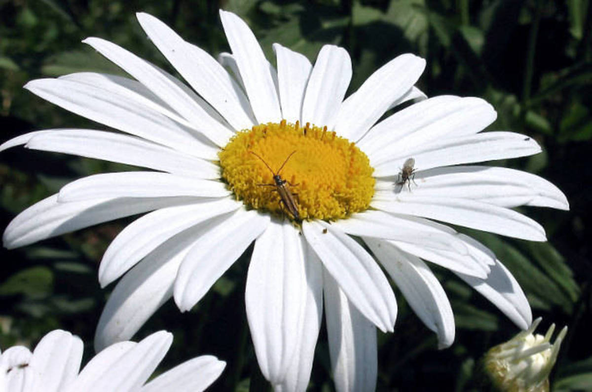 Daisy completes Phoenix IT gobble • The Register