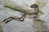 Zhenyuanlong suni fossil