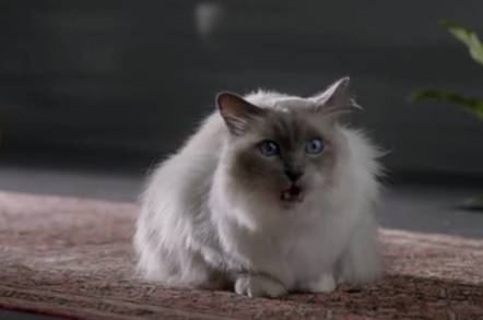 Cat from Cisco TV ad