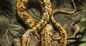 Credit: Julius T. Cstonyi