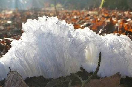 Hair ice in a forest near Moosseedorf, Switzerland (Credit: Christian Mätzler)