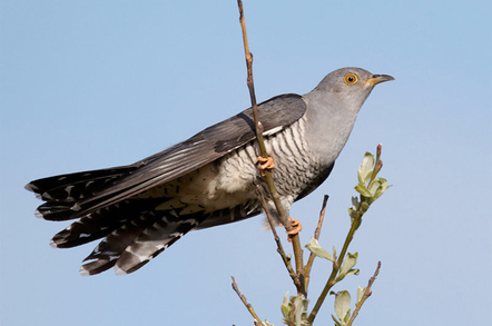 cuckoo_648