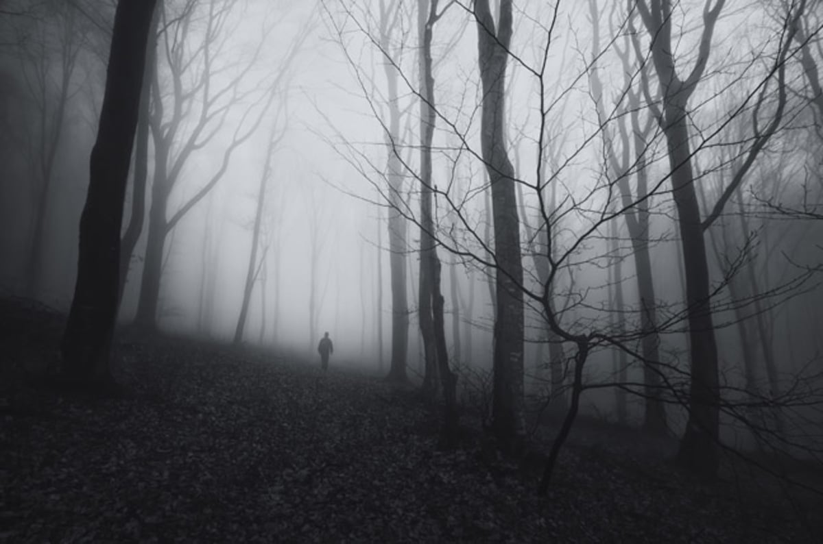 ¿Donde esta la Criatura? Victor reaparece en WAW Misty_woods_picture_via_shutterstock