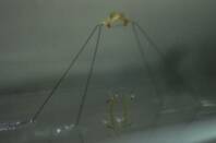 Robots emulate natural locomotion of water strider insects. Pic credit: Wyss Institute at Harvard University