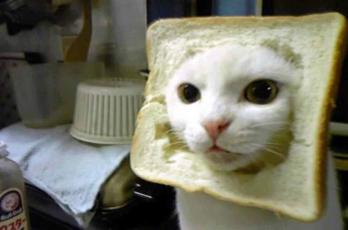 Cats understand the laws of physics, researchers claim