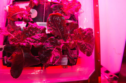 Astronauts on the International Space Station are ready to sample their harvest of a crop of "Outredgeous" red romaine lettuce from the Veggie plant growth system that tests hardware for growing vegetables and other plants in space. Credit: NASA