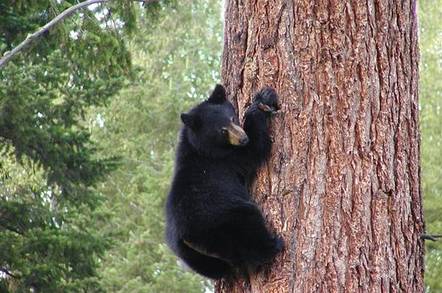 Bear