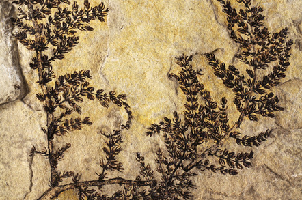 Fossilised remains of Montsechia vidalii
