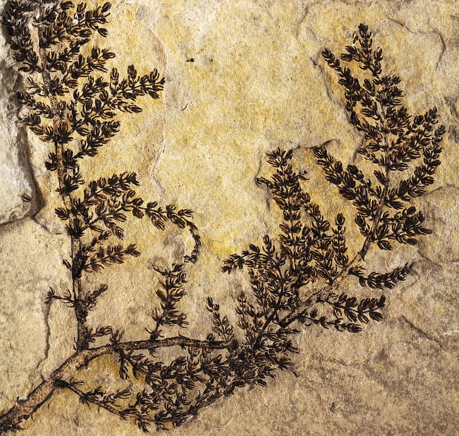 Fossilised remains of Montsechia vidalii 