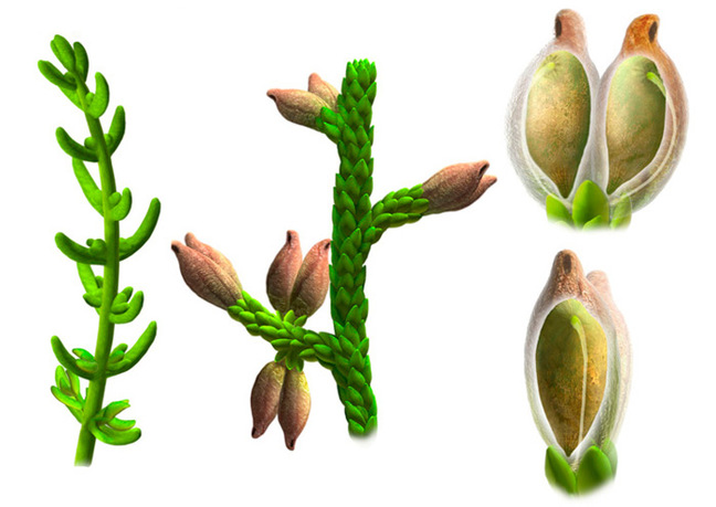 Illustration of the parts and seeds of Montsechia vidalii