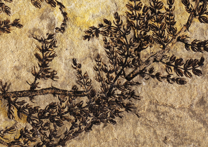 Boffins identify world's (possibly) first flowering plant