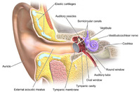 ear_anatomy_648
