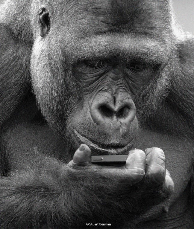 Gorillia using iphone