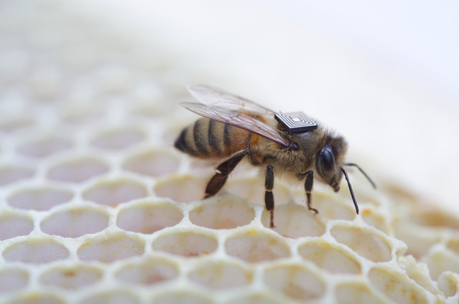 RFID'd bee, image via CSIRO