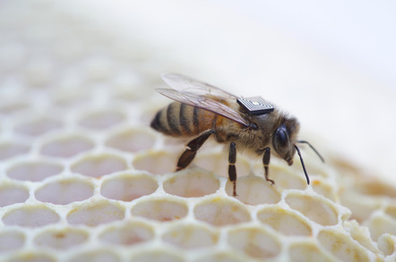 RFID'd bee, image via CSIRO