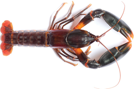 cherax_snowden_648