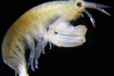 Leucothoe eltoni, new crustacean species. Pic credit: Dr James Thomas; CC-BY 4.0