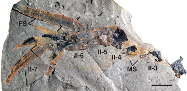 A fossilised appendage of Pentecopterus decorahensis