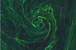 Baltic Sea algal bloom by ESA Sentinel-2