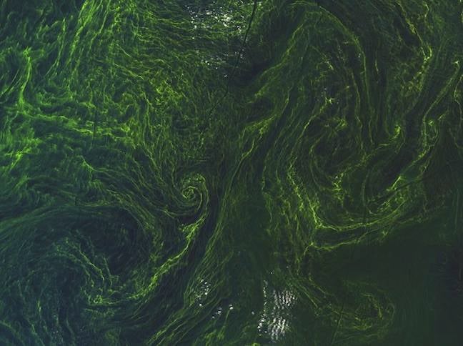 Baltic Sea algal bloom by ESA Sentinel-2