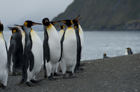 Penguins, image via Shuttertock