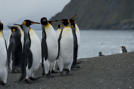 Penguins, image via Shuttertock