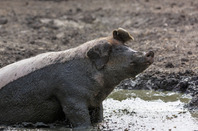 Pig in mud, image via Shutterstock