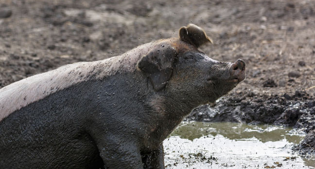 Pig in mud, image via Shutterstock