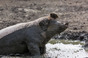 Pig in mud, image via Shutterstock