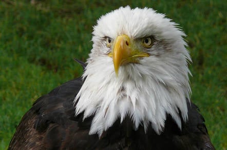 Eagle's head