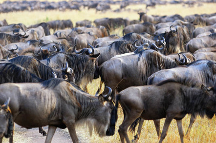Herd photo via Shutterstock