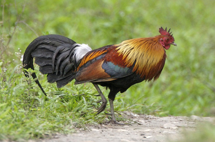 impressive_cock_648_check_credits
