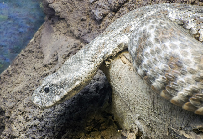 The Levantine viper. Pic: Shutterstock