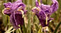Iris flowers