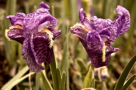 Iris flowers