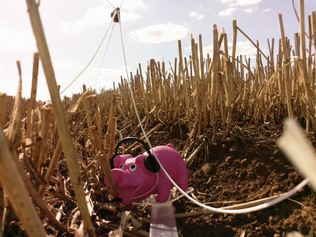 Pinky the Pig among the wheat stubble