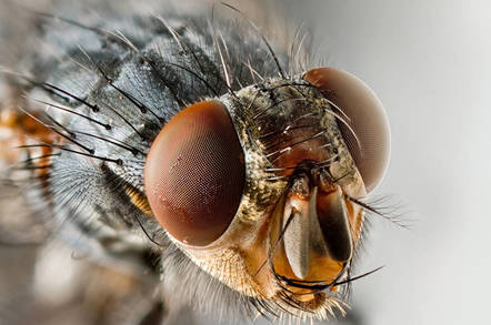 Fly