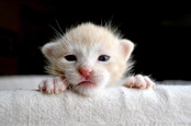 Kitten, image via Shutterstock