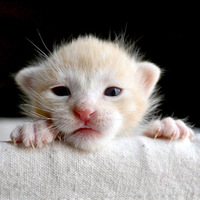 Kitten, image via Shutterstock