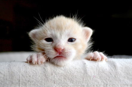 Kitten, image via Shutterstock