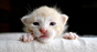 Kitten, image via Shutterstock
