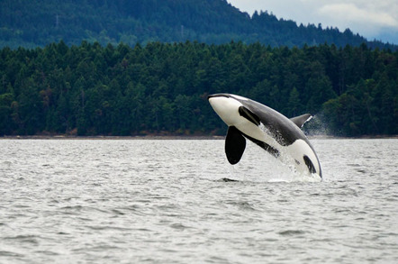 Killer whale, photo via Shutterstock