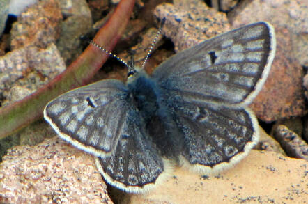 ArcticBlue_butterfly